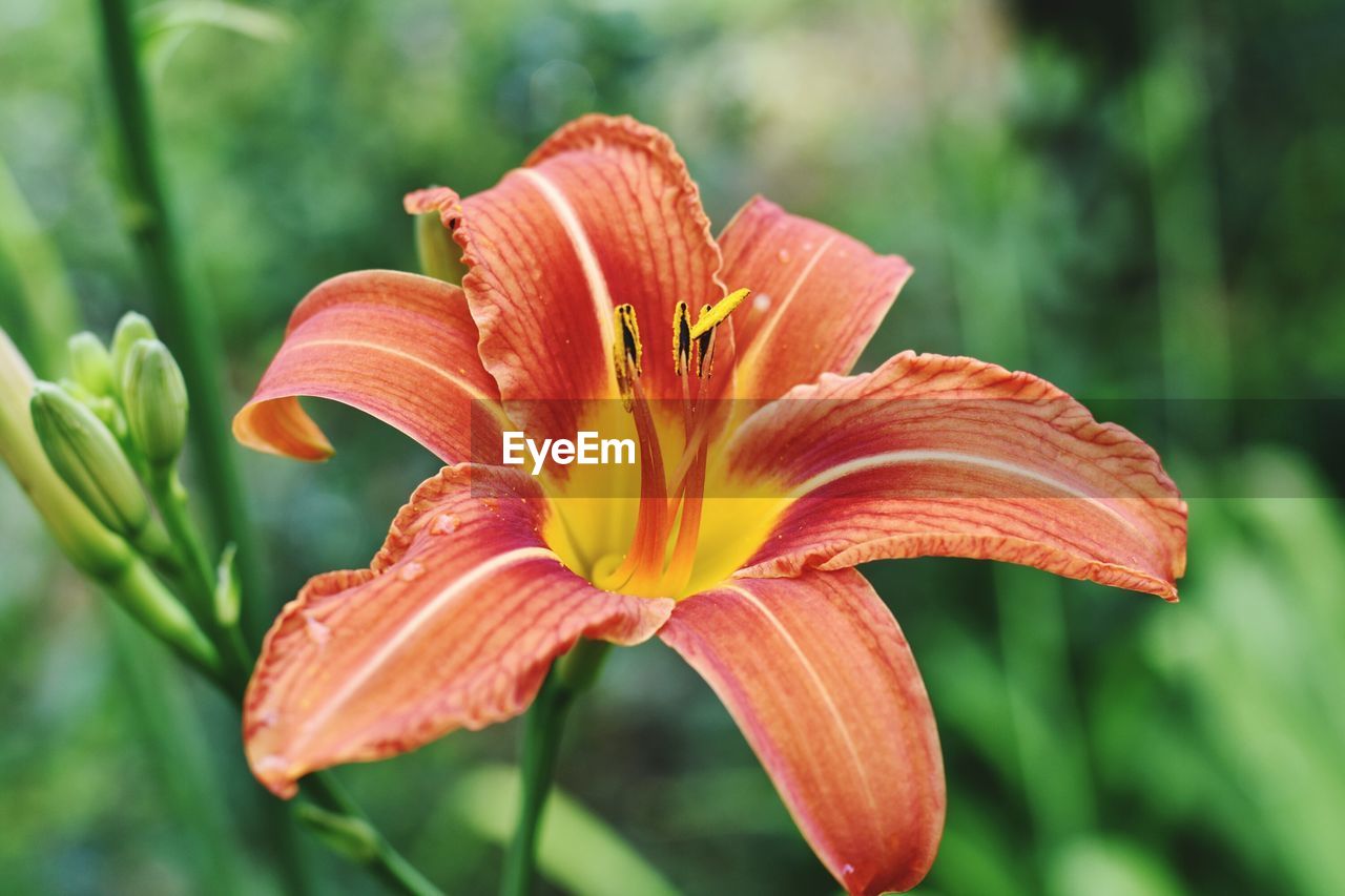 Close-up of orange day lily