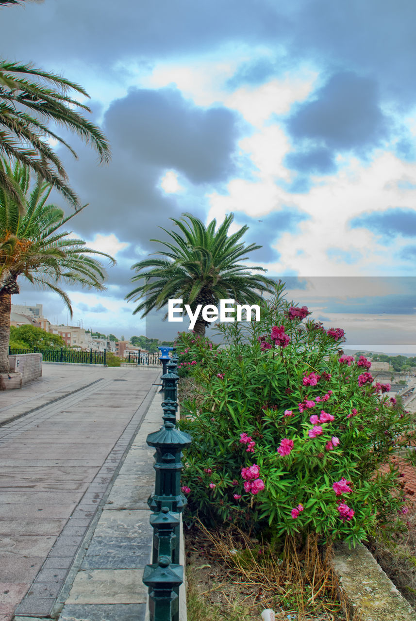 Flowering plants by road against sky