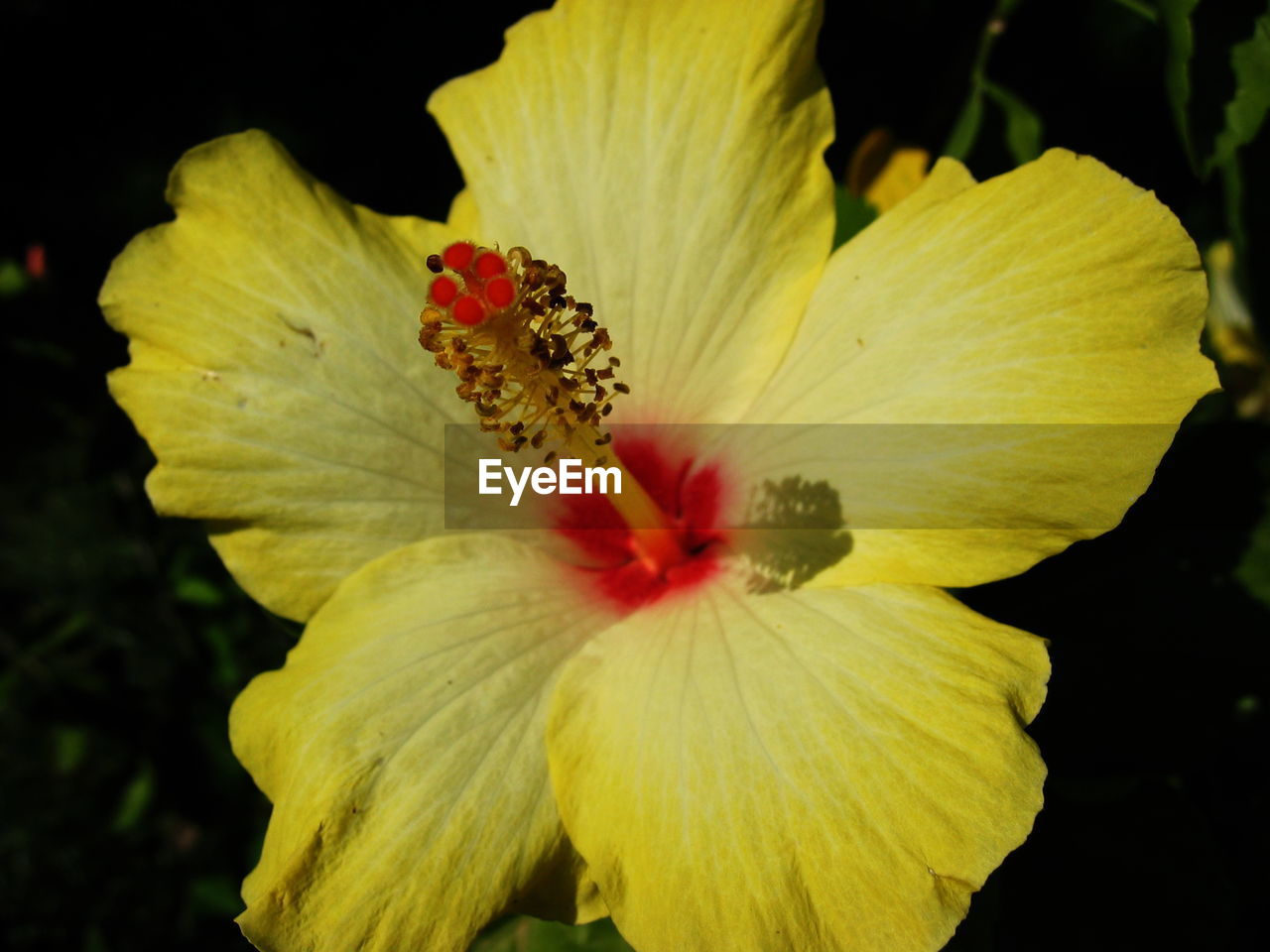 Close-up of yellow hibiscus blooming against black background