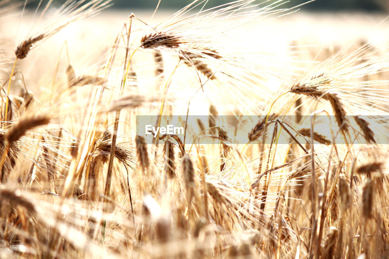 Close-up of wheat field against sky