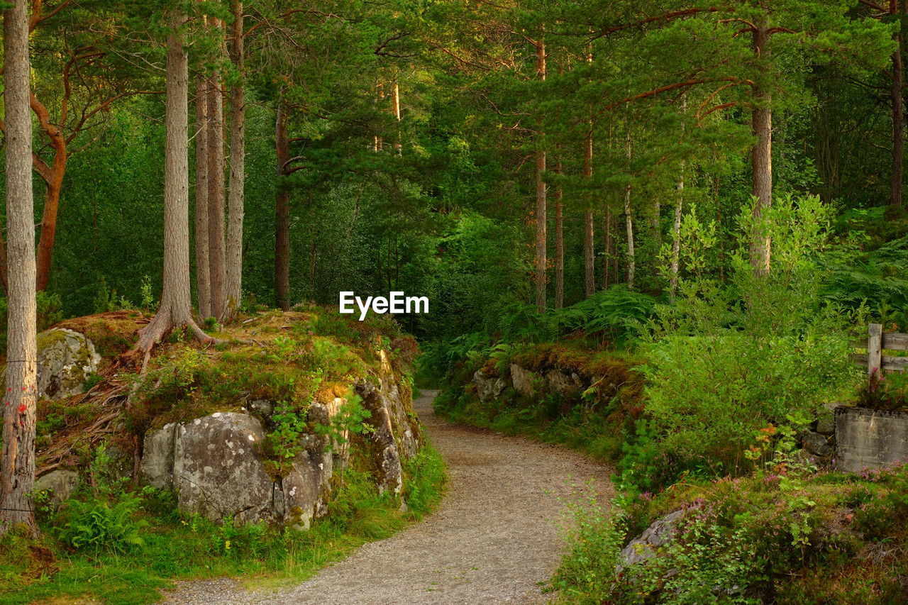 FOOTPATH AMIDST PLANTS IN FOREST