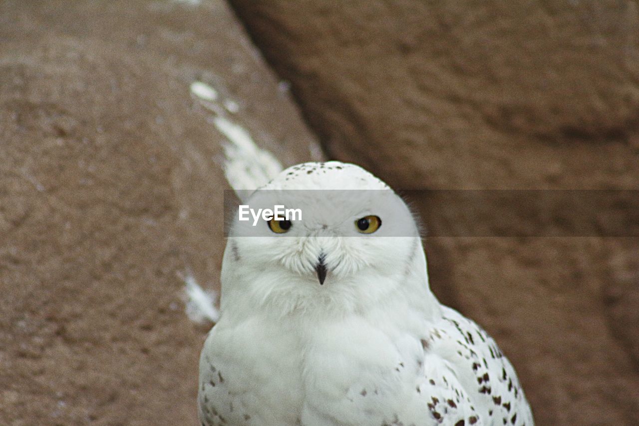 CLOSE-UP PORTRAIT OF A OWL