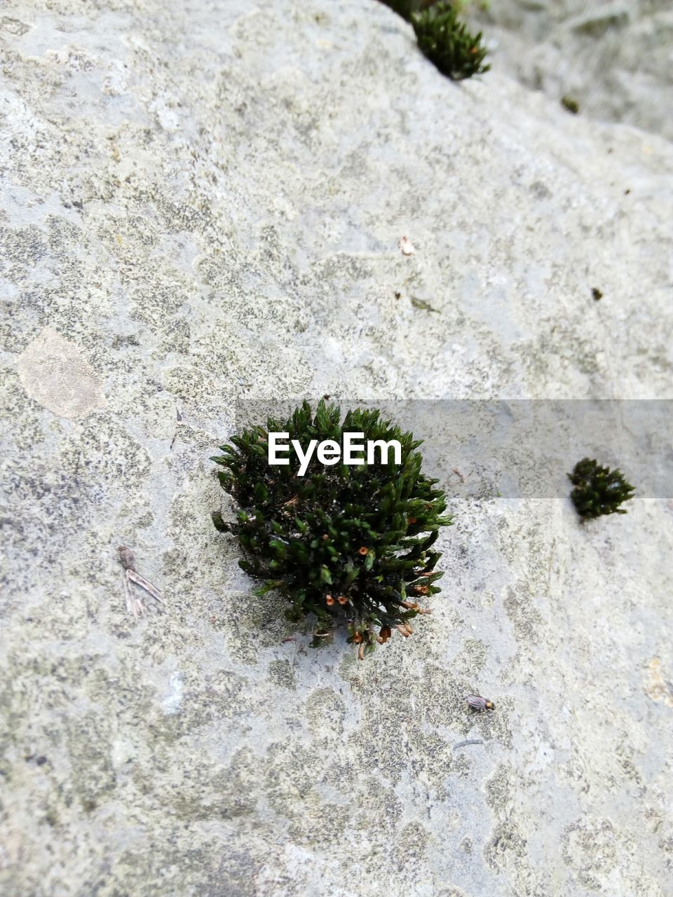 CLOSE-UP OF CACTUS PLANT