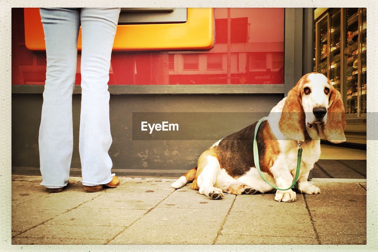 Low section of woman standing by basset hound on sidewalk
