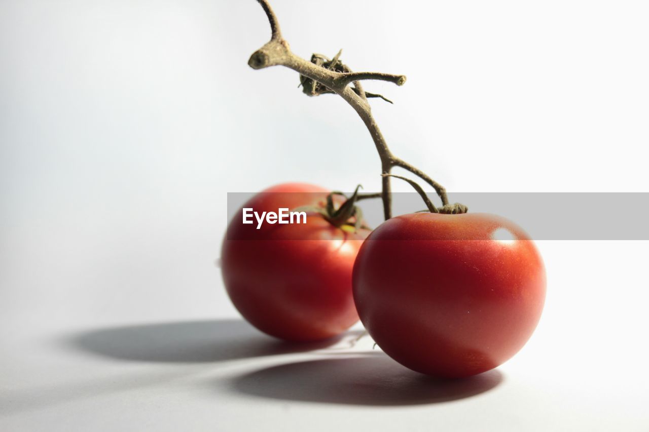 Close-up of tomatoes against white background