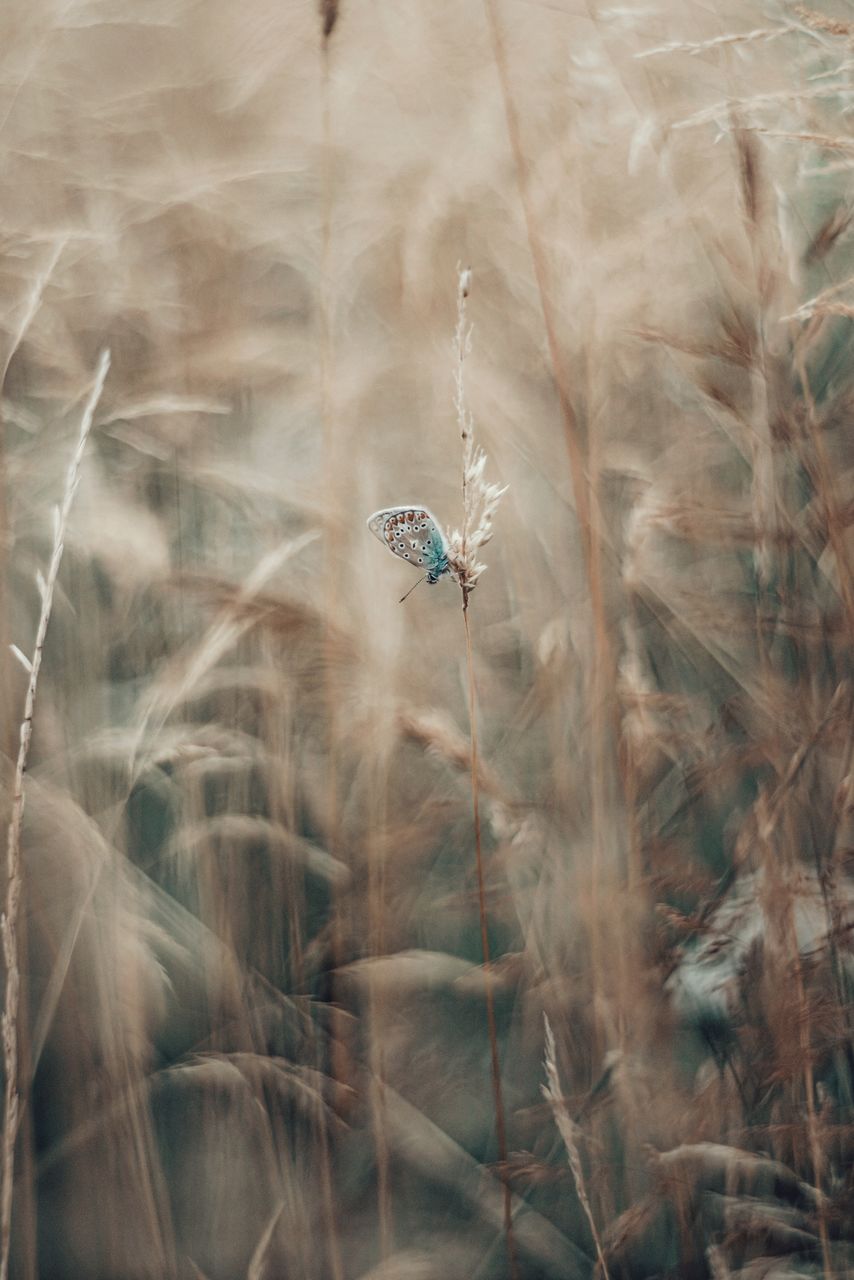 Butterfly resting in a field