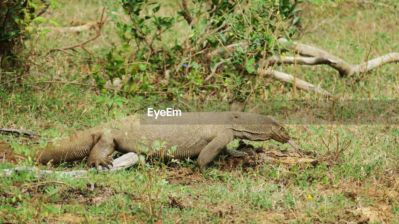 View of lizard on land