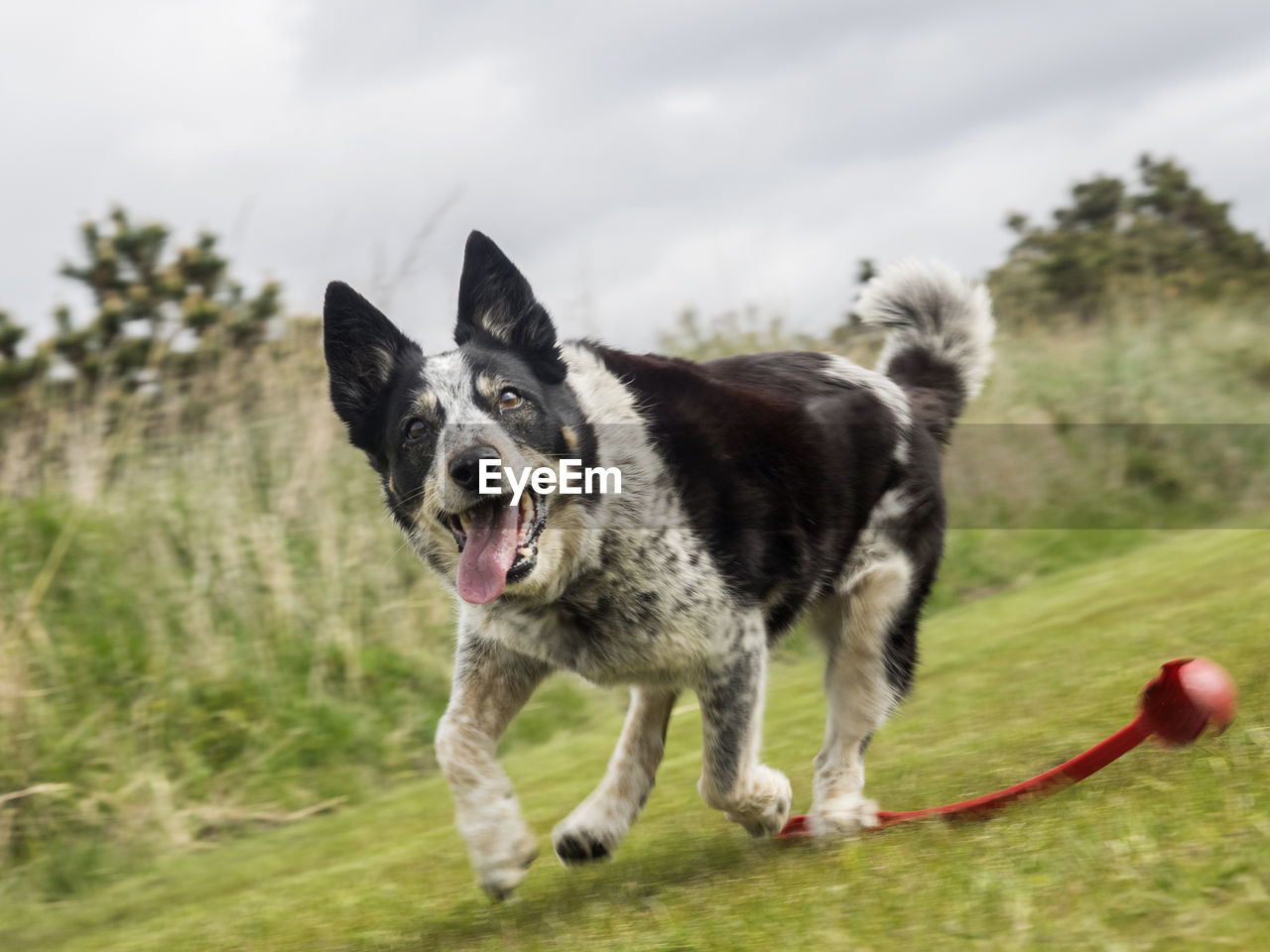 Dog running in field