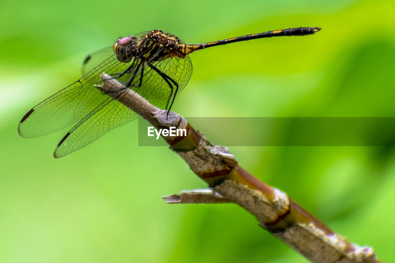 CLOSE-UP OF DRAGONFLY