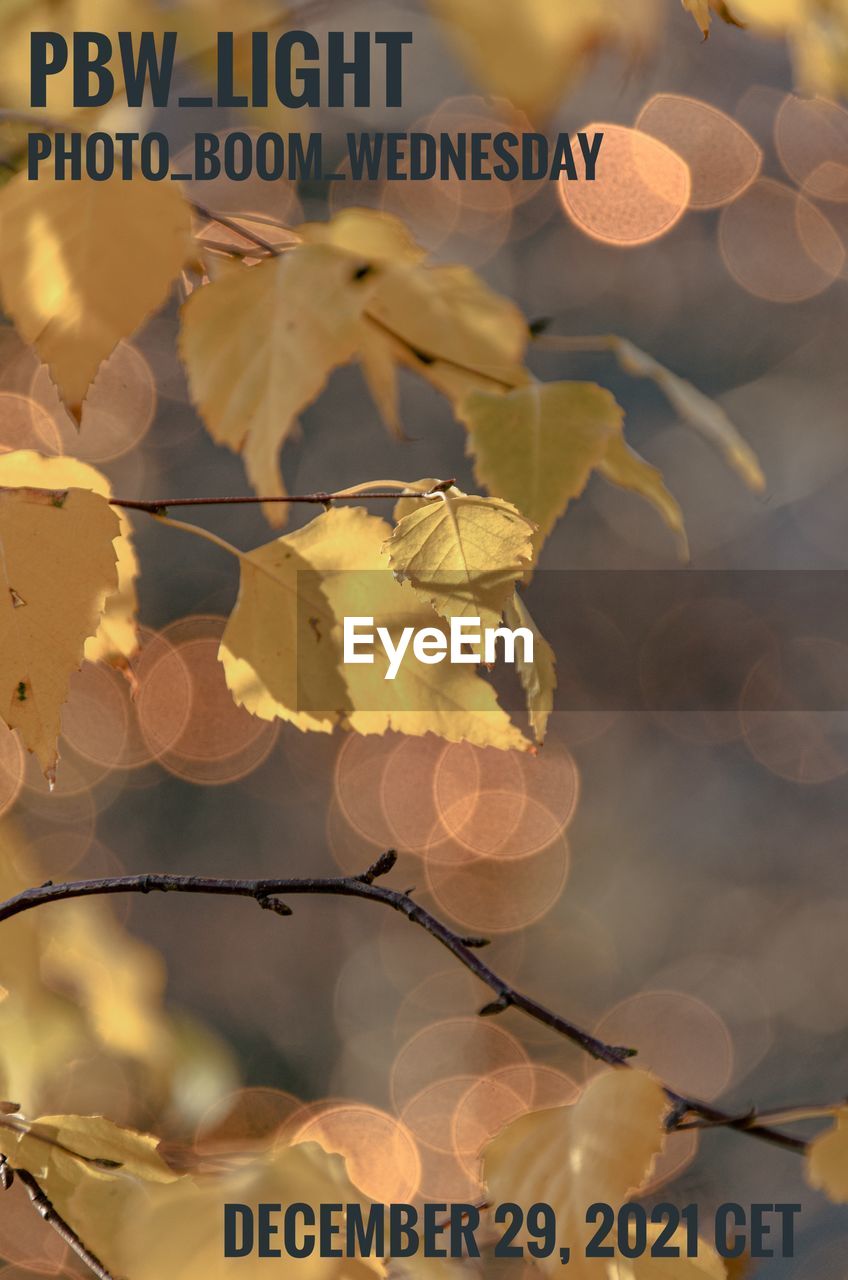 text, autumn, leaf, branch, nature, no people, flower, communication, yellow, plant, western script, plant part, tree, outdoors, close-up, sign