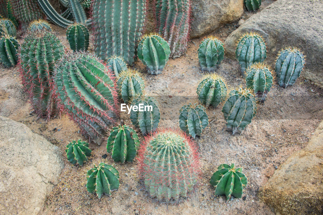 HIGH ANGLE VIEW OF SUCCULENT PLANT ON FIELD