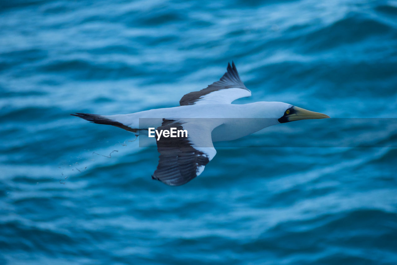 CLOSE-UP OF SEAGULL FLYING OVER SEA AGAINST BLUE SKY