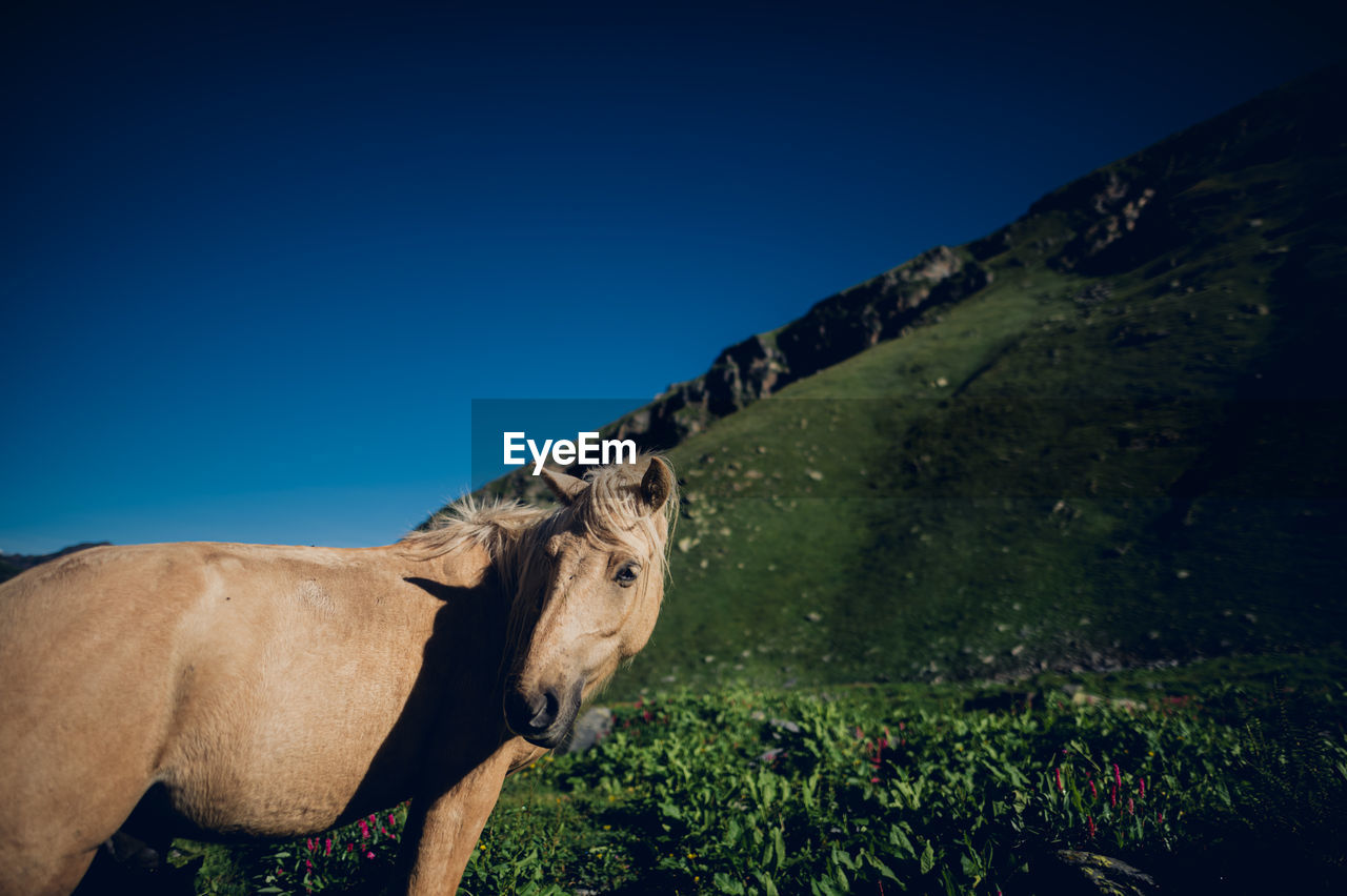 Horse grazing on field against clear blue sky