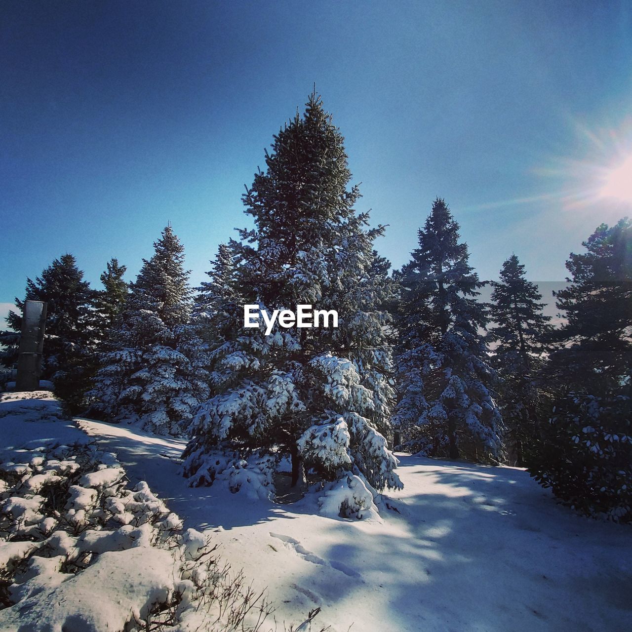 SNOW COVERED PINE TREES AGAINST SKY