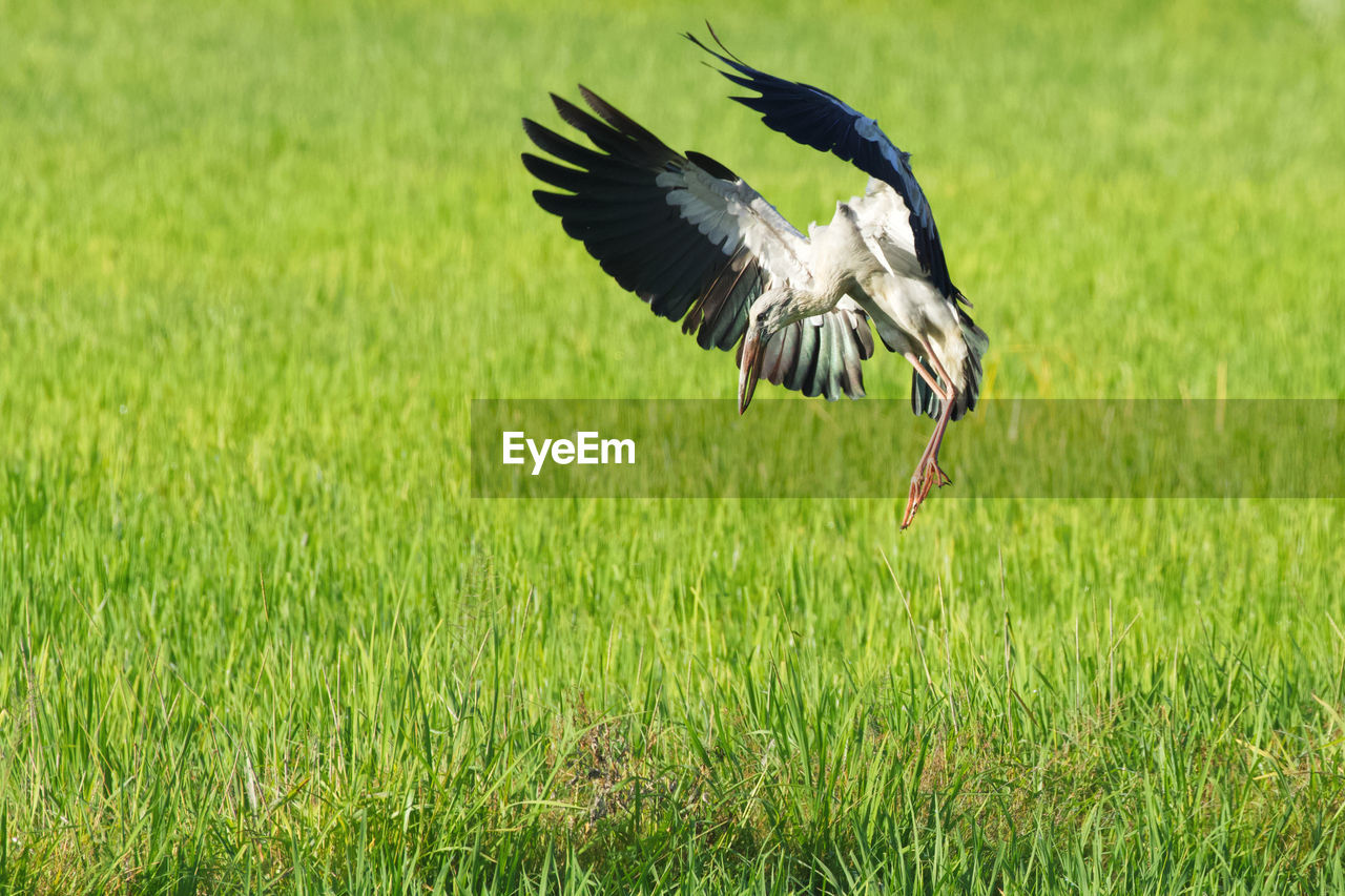 Bird flying in paddy field