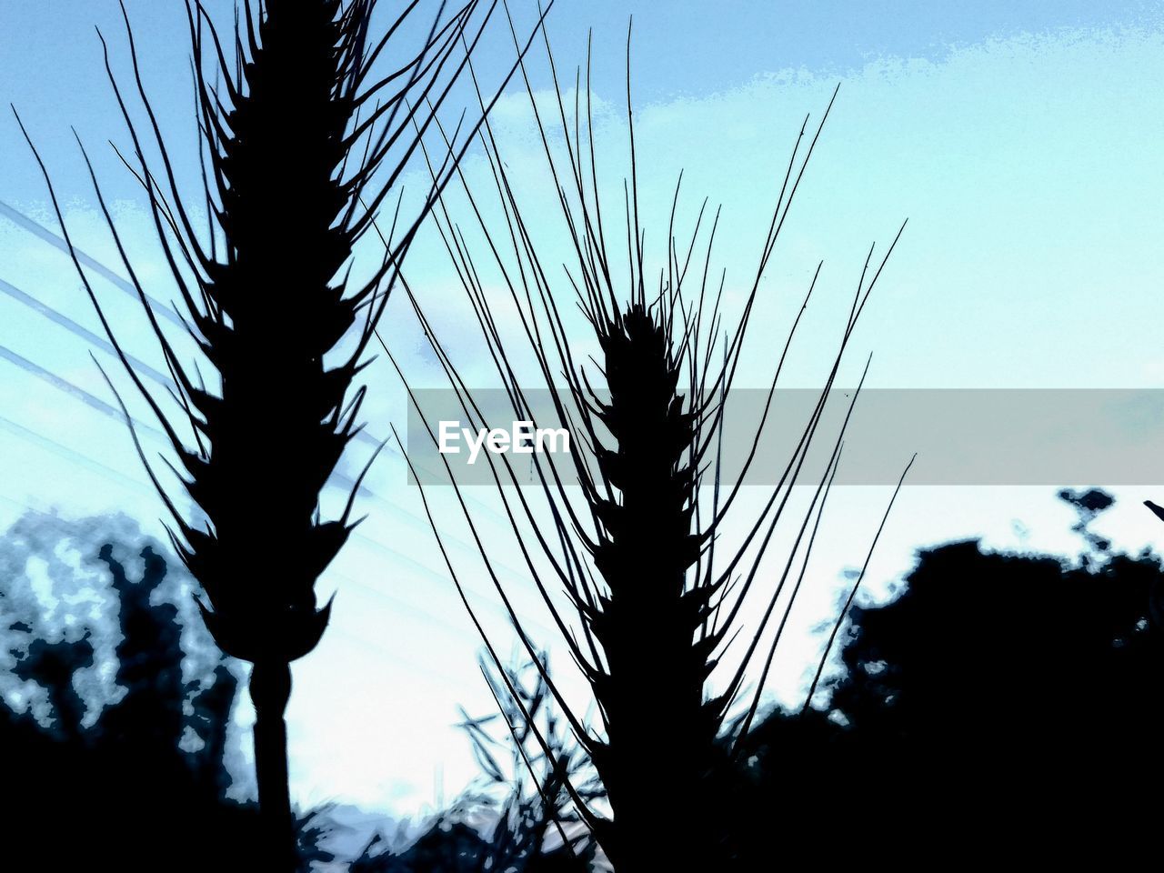 LOW ANGLE VIEW OF SILHOUETTE TREES ON FIELD AGAINST SKY AT SUNSET
