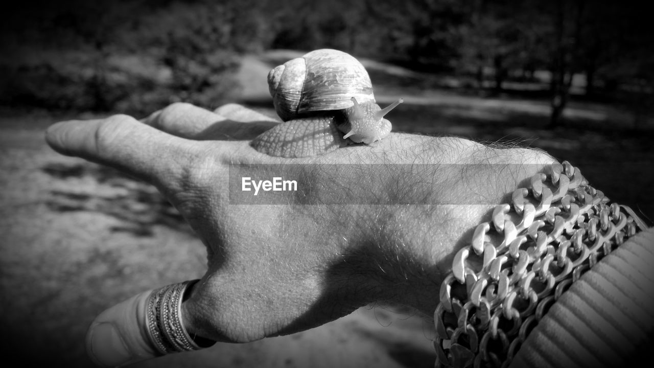 Close-up of snail on hand