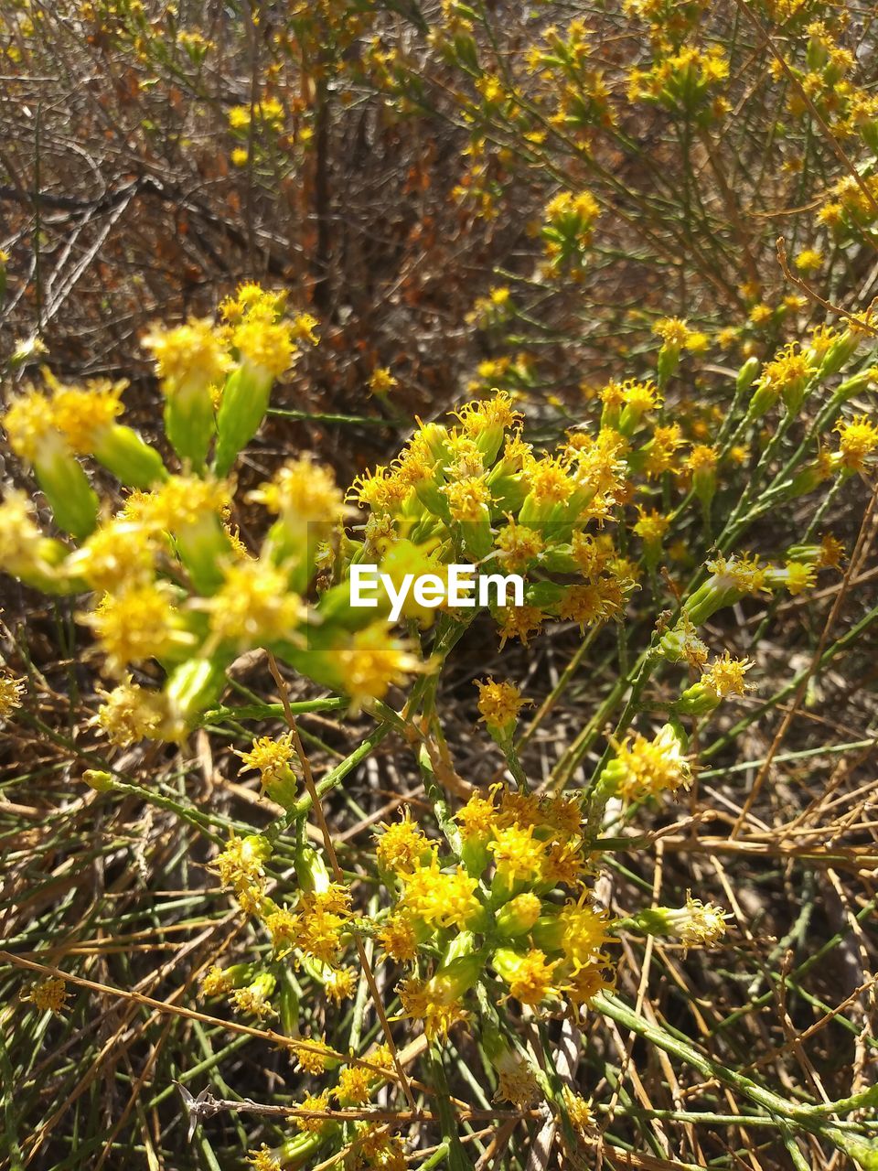 CLOSE-UP OF YELLOW FLOWERING PLANT