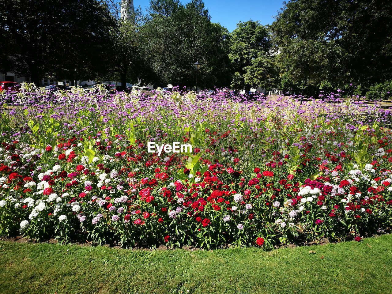 PINK FLOWERING PLANTS AND TREES IN FIELD