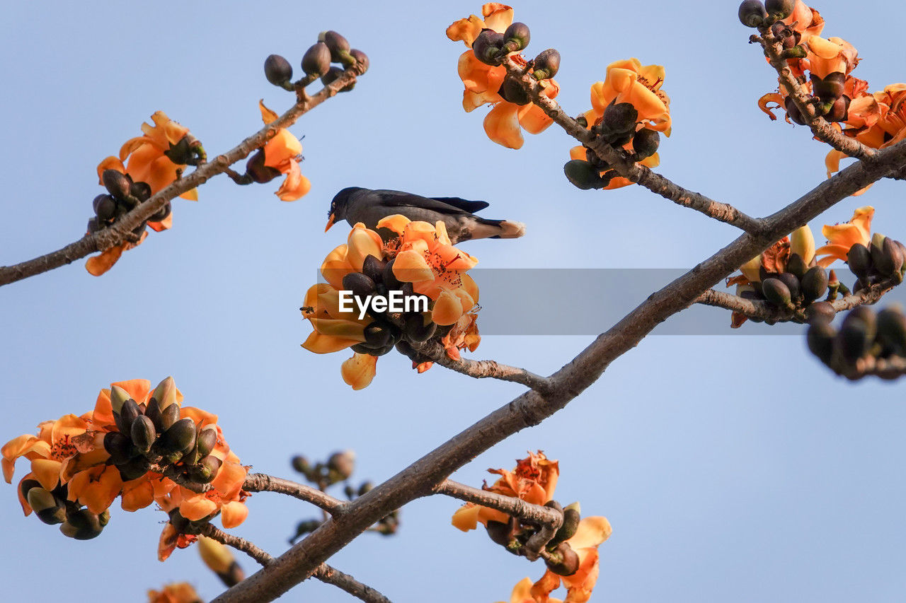 flower, sky, nature, plant, tree, clear sky, branch, low angle view, food and drink, fruit, spring, food, leaf, outdoors, no people, sunny, day, beauty in nature, blossom, flowering plant, freshness, blue, healthy eating