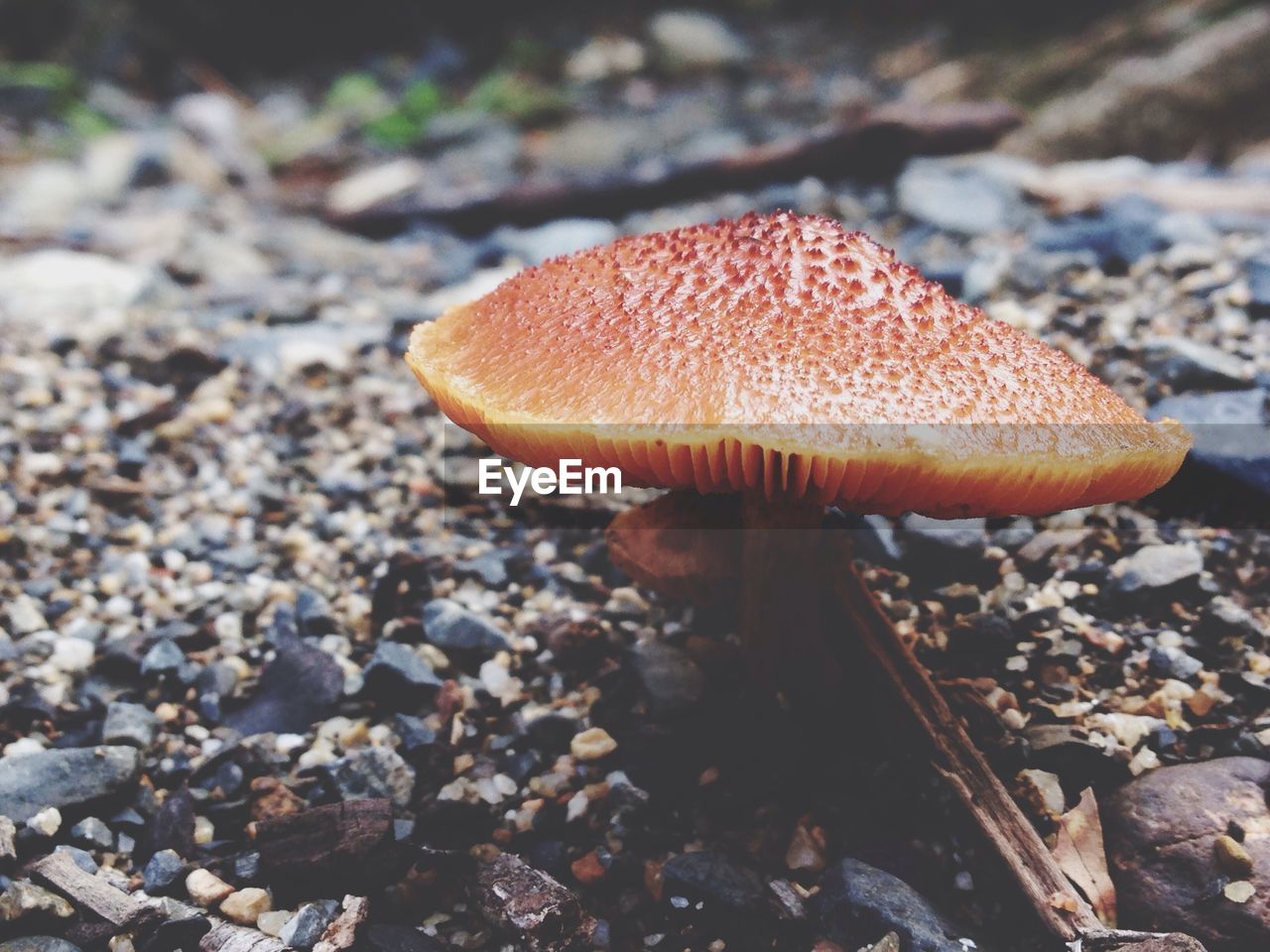 Close-up of fly agaric mushroom