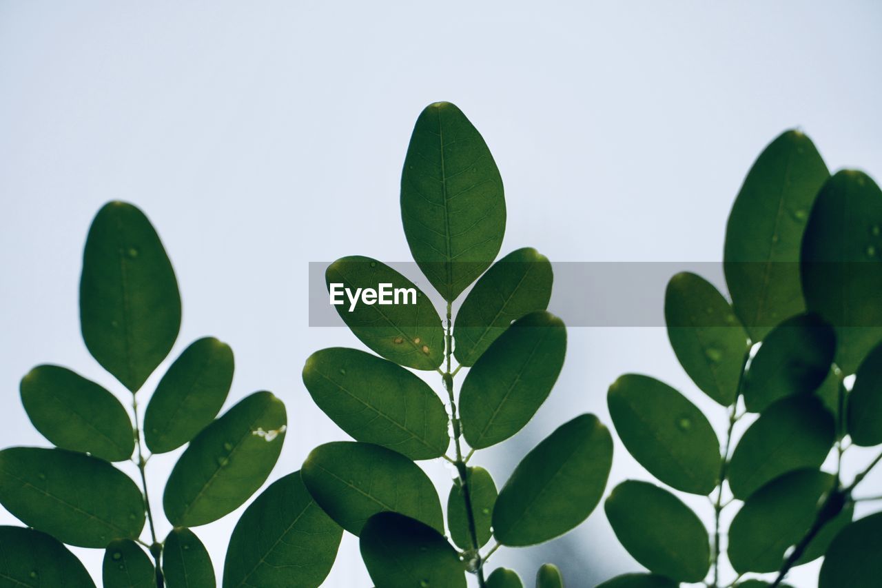 LOW ANGLE VIEW OF LEAVES AGAINST WHITE BACKGROUND