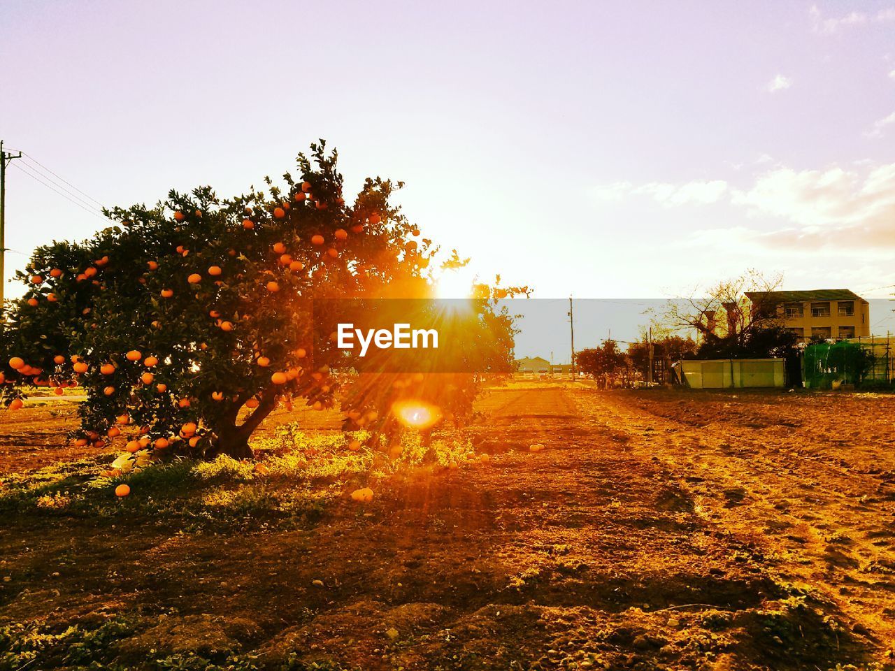 TREES AGAINST SKY