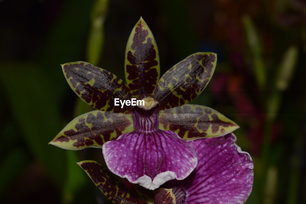 Close-up of flower blooming outdoors