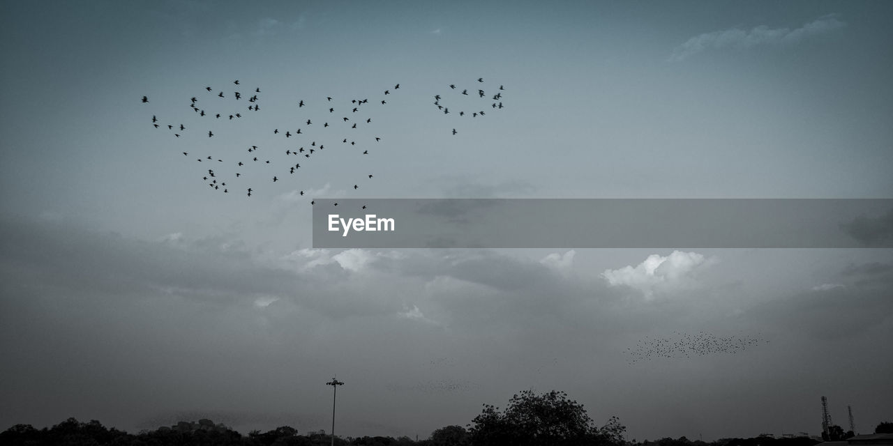 FLOCK OF BIRDS FLYING IN SKY