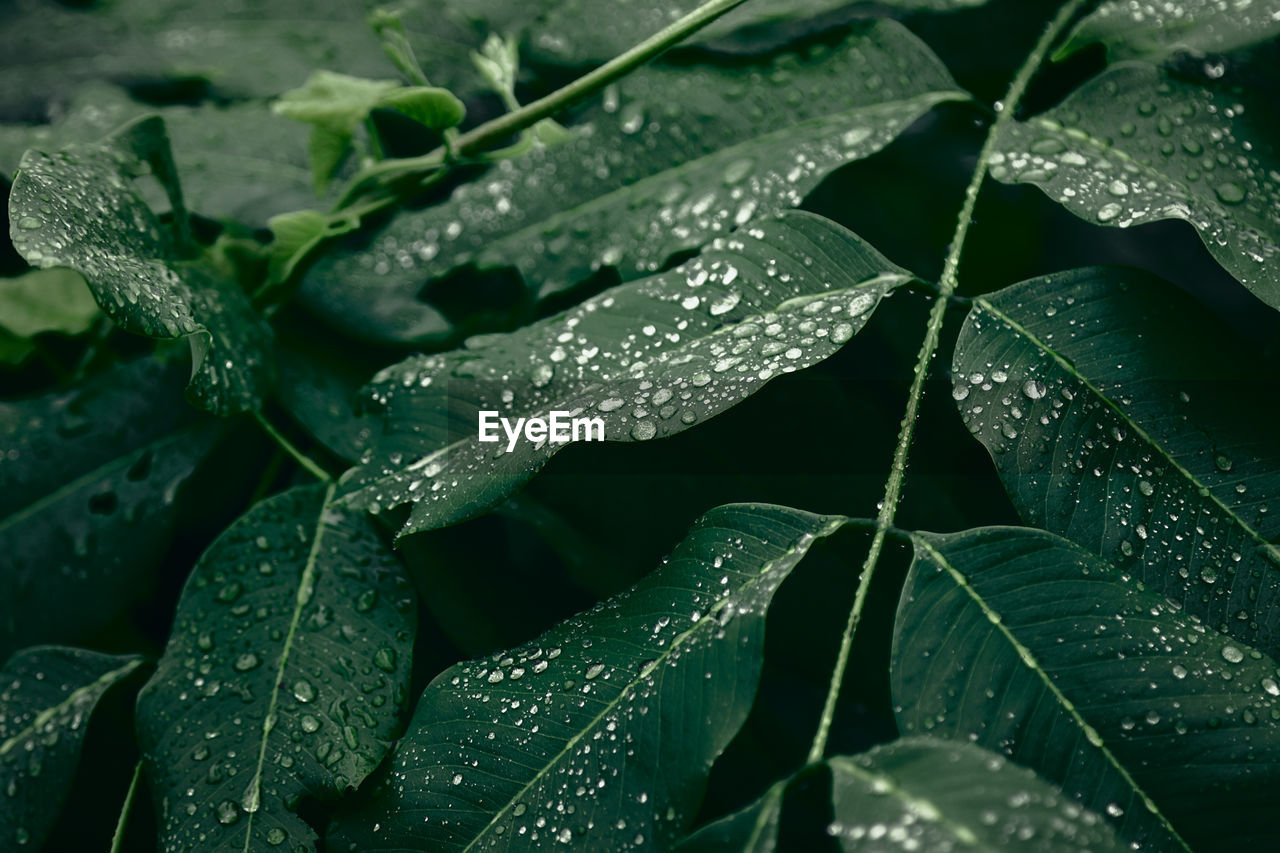 FULL FRAME SHOT OF WET LEAVES