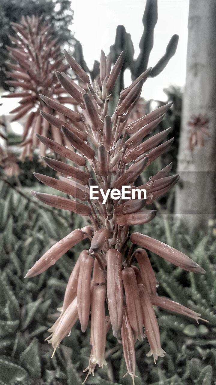 CLOSE UP OF TREE
