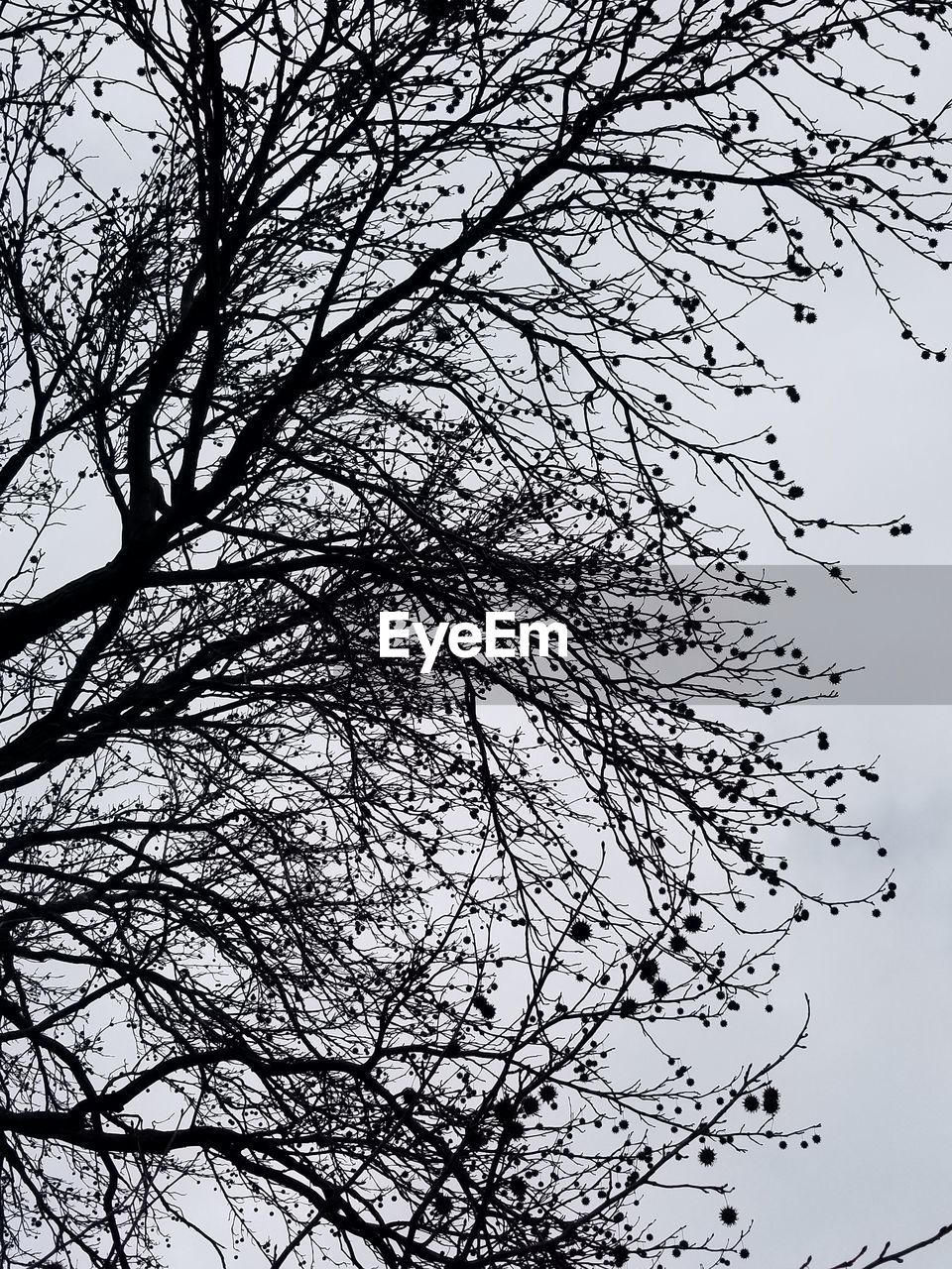 LOW ANGLE VIEW OF SILHOUETTE BARE TREE AGAINST SKY