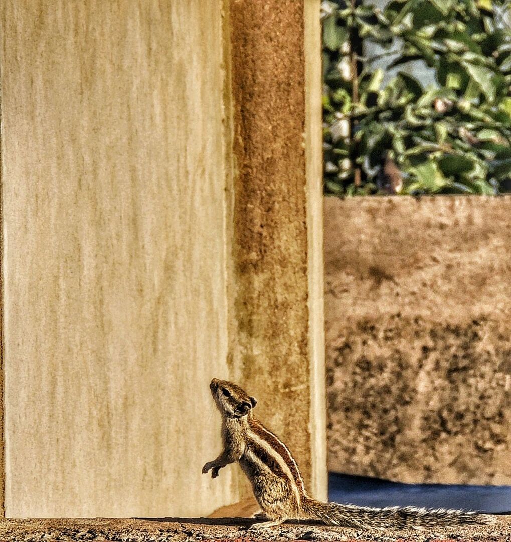 CLOSE-UP OF LIZARD PERCHING ON WALL