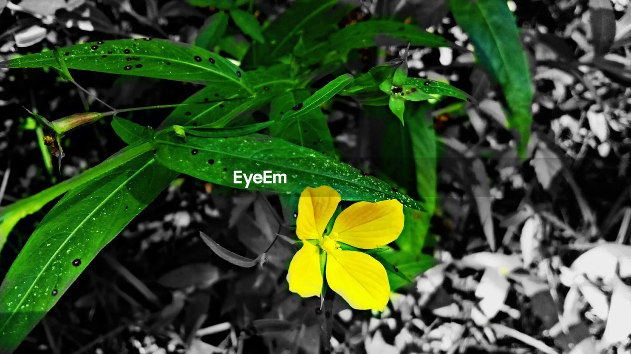 CLOSE-UP OF YELLOW FLOWERS