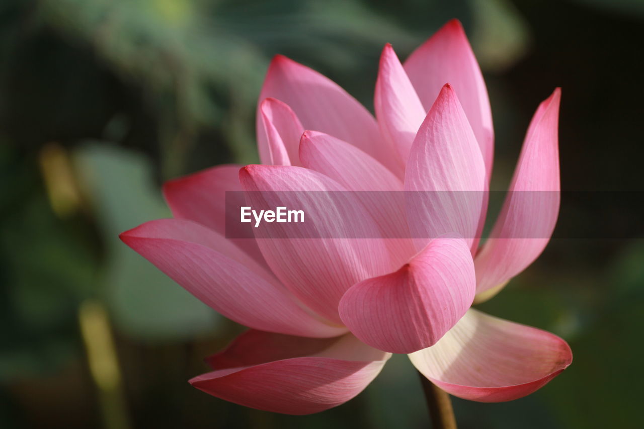 Close-up of pink lotus