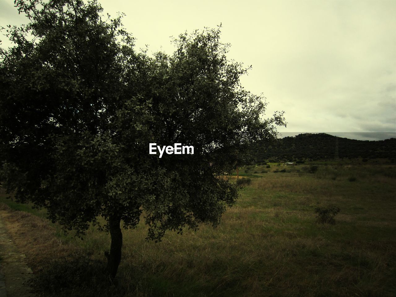 TREES ON GRASSY FIELD AGAINST SKY