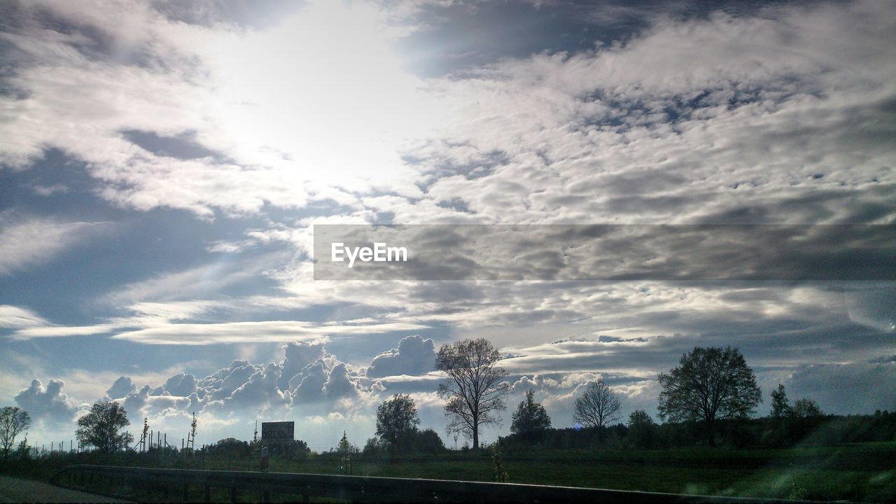 LOW ANGLE VIEW OF TREE AGAINST SKY