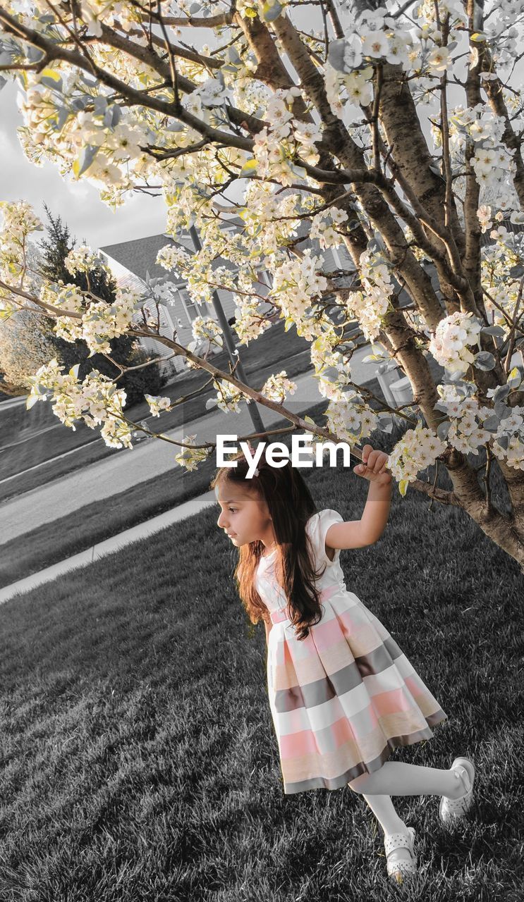 Full length of girl standing by cherry tree