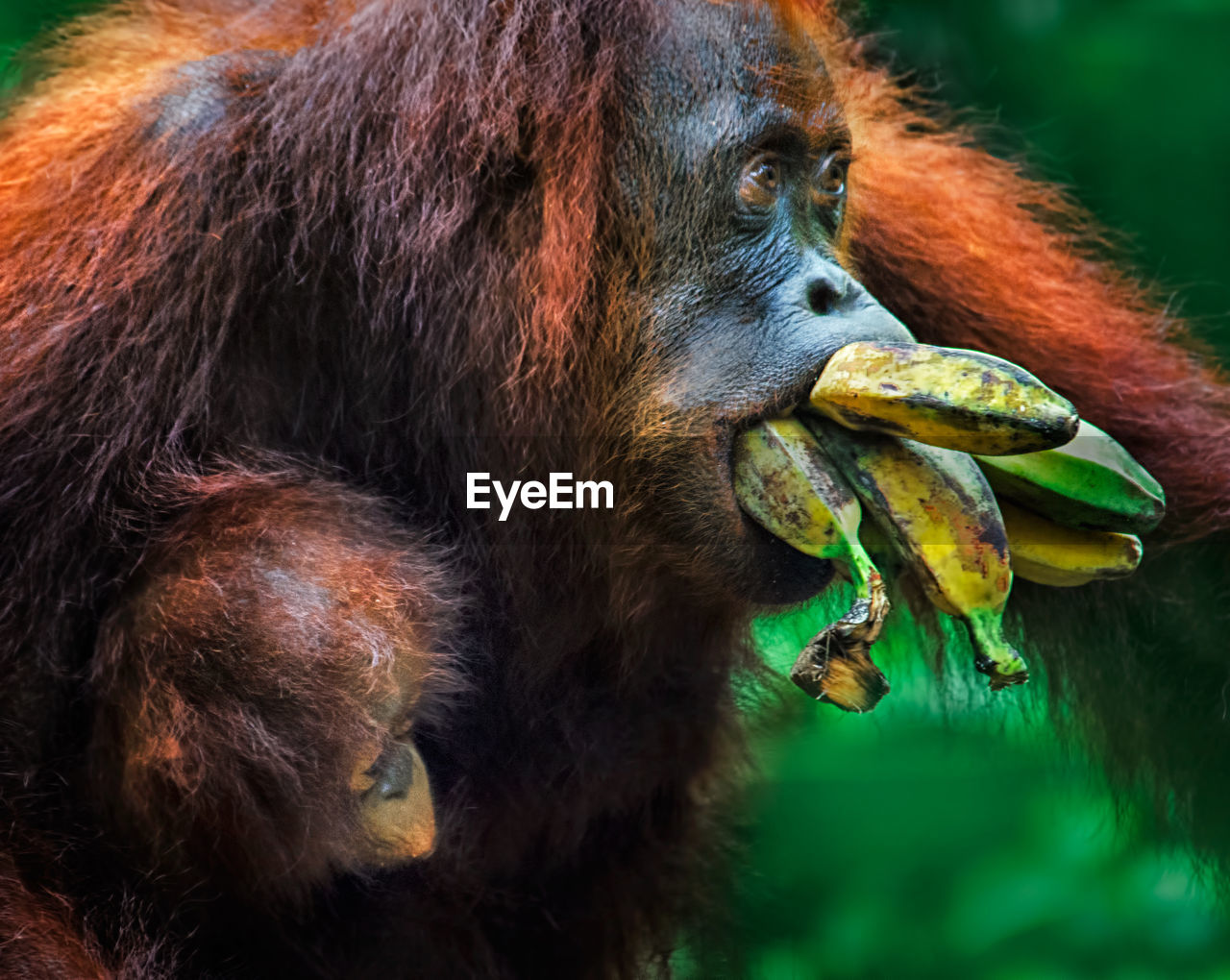 Greedy orang utan