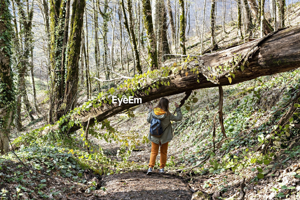 Young woman with backpack from behind hiking and passing under fallen tree in forest, digital detox