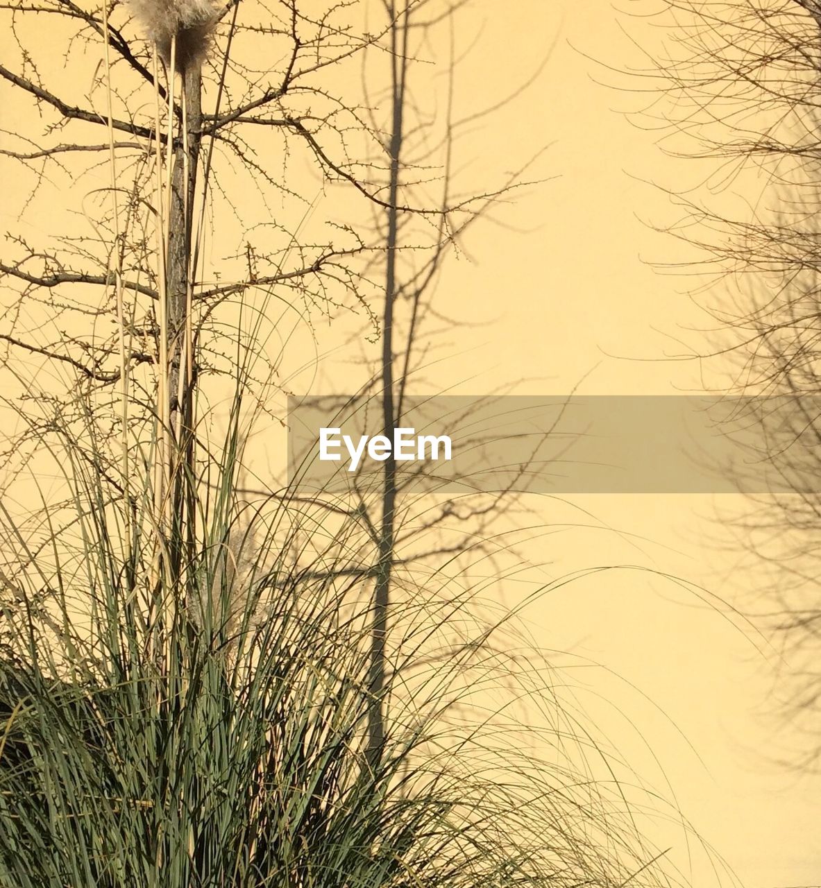 CLOSE-UP OF BARE TREES