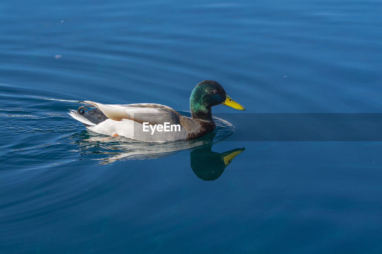 animal themes, animal wildlife, animal, bird, wildlife, water, duck, swimming, mallard, one animal, ducks, geese and swans, beak, lake, water bird, nature, no people, poultry, day, wing, mallard duck, outdoors, motion, side view, waterfront, rippled, blue, beauty in nature