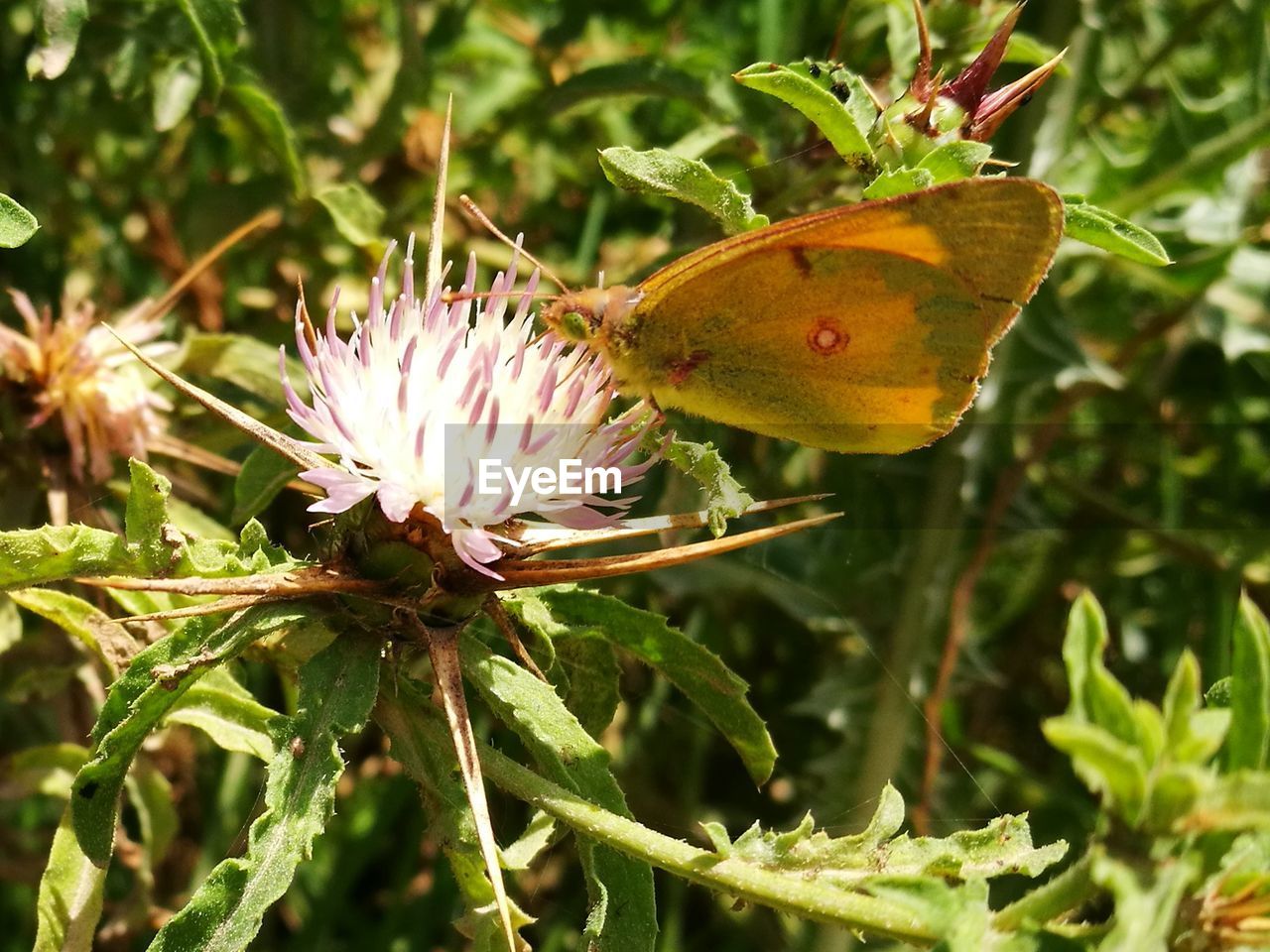 CLOSE-UP OF BUTTERFLY ON FLOWER