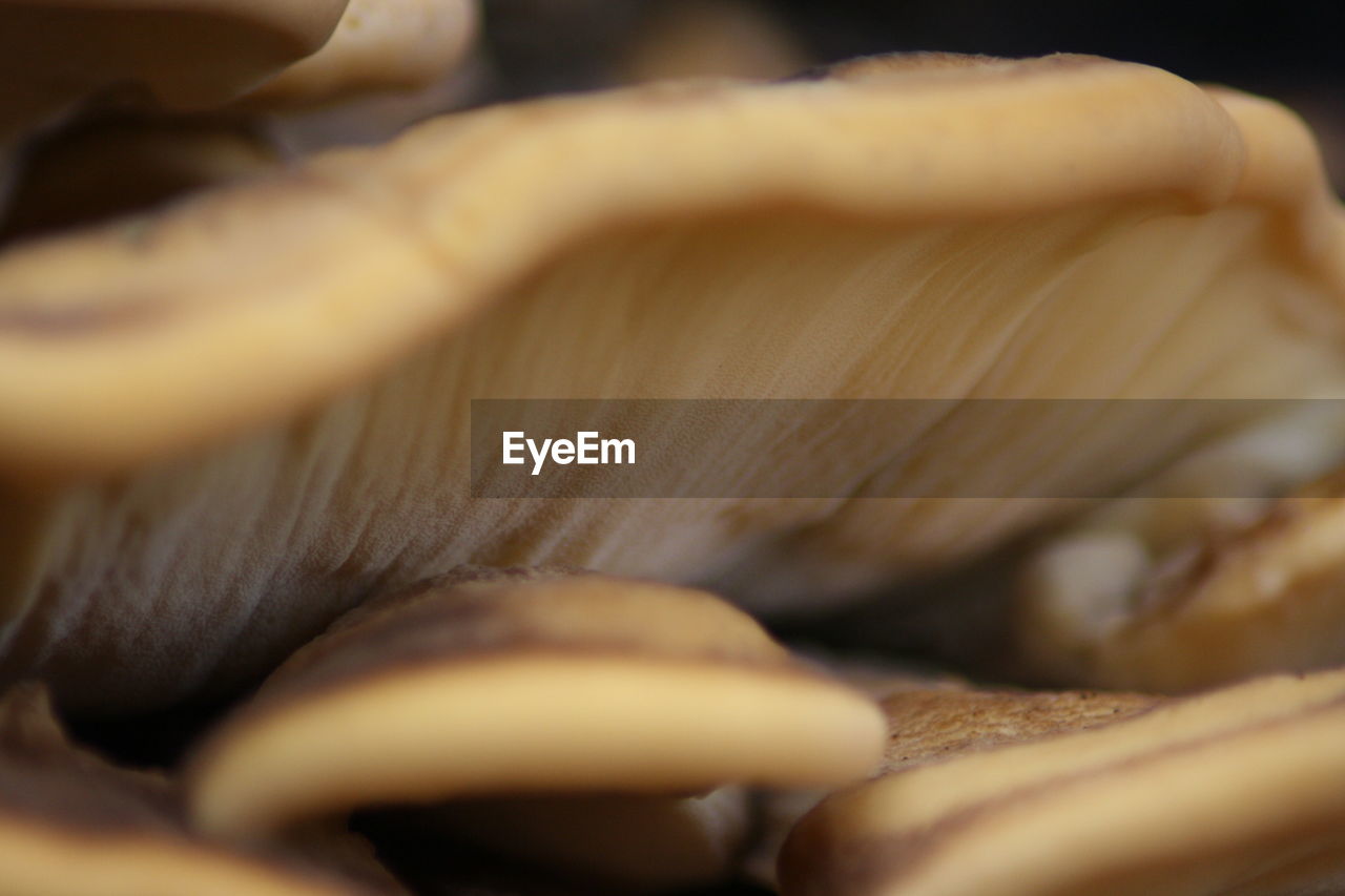 Full frame shot of mushrooms