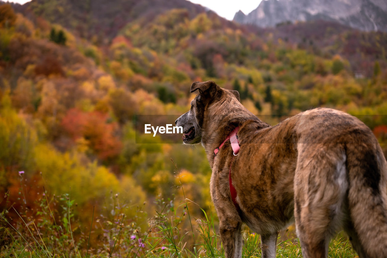 HORSE STANDING ON FIELD