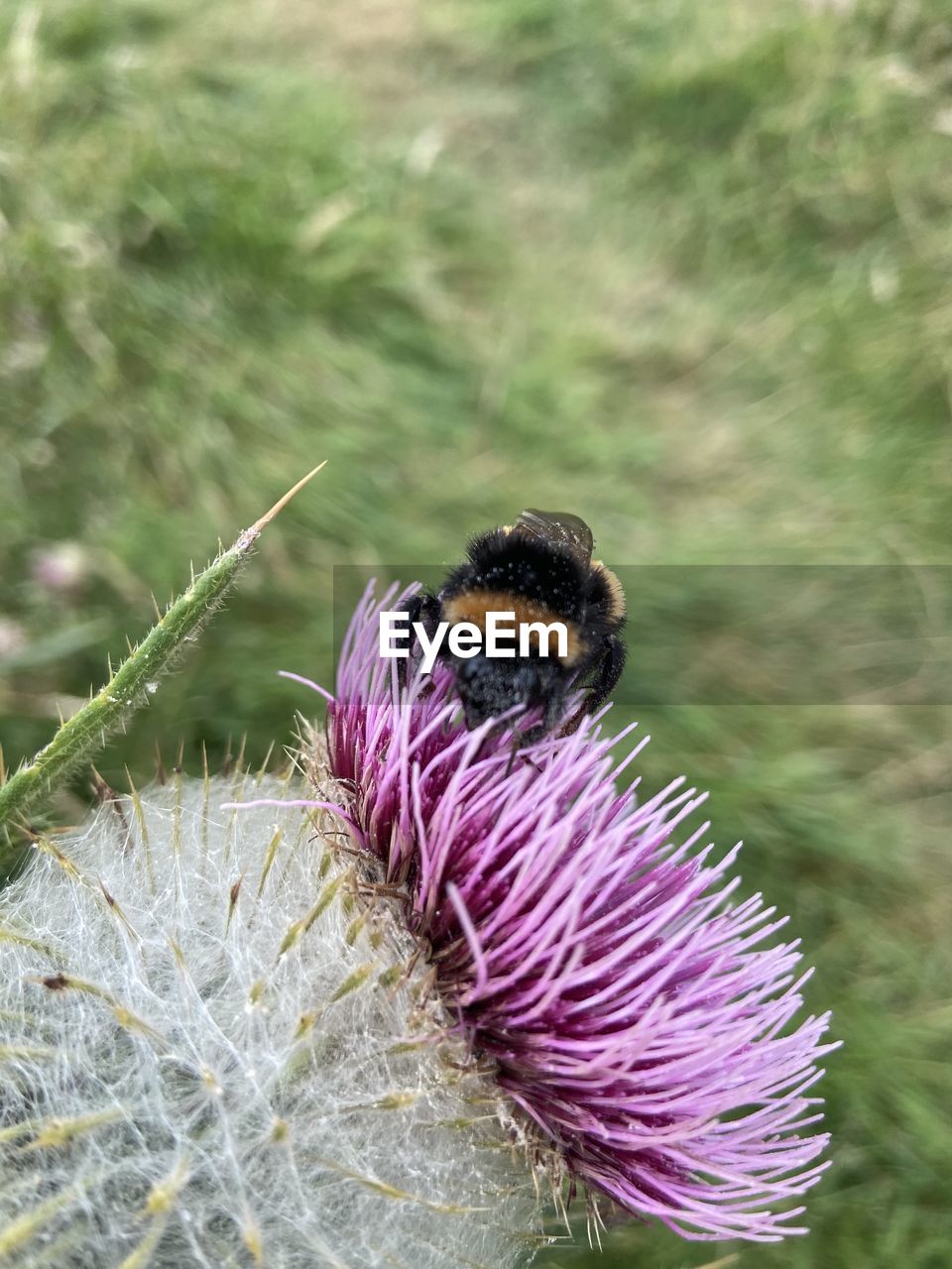 CLOSE-UP OF HONEY BEE POLLINATING FLOWER