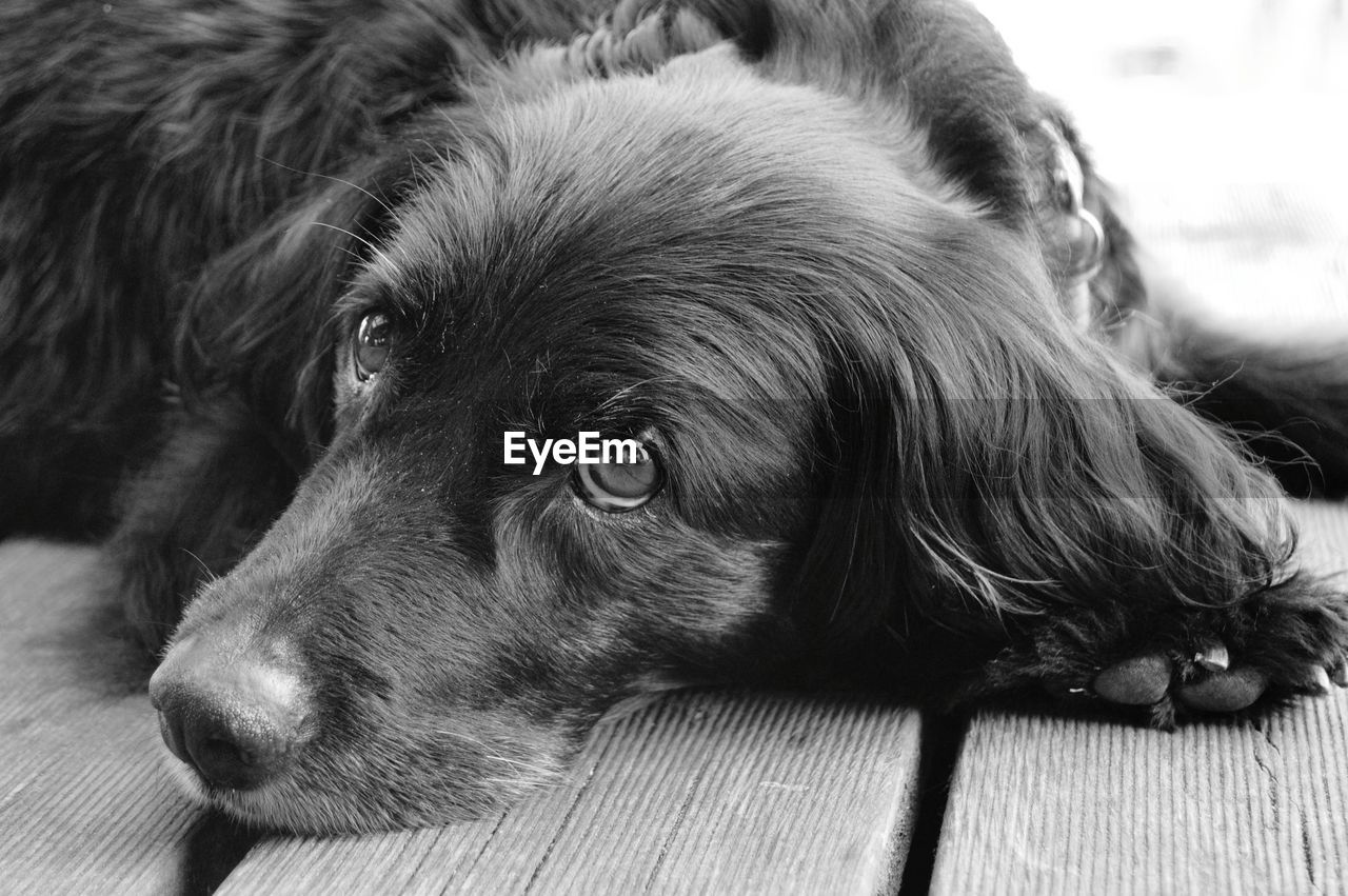 Close-up portrait of dog on hardwood floor