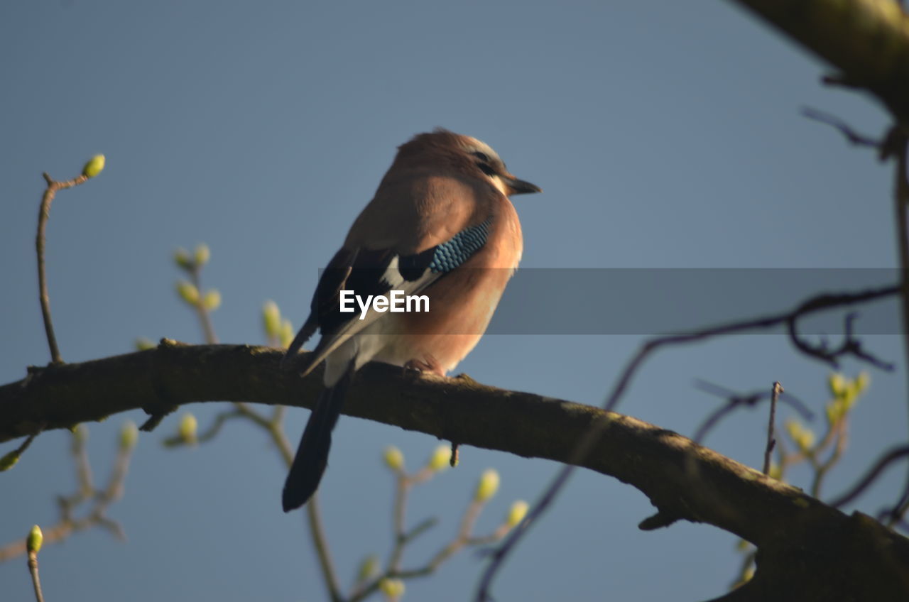 LOW ANGLE VIEW OF BIRD PERCHING ON TREE AGAINST SKY
