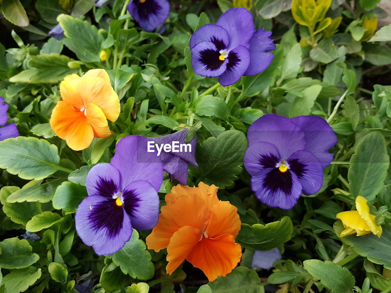 CLOSE-UP OF PURPLE PANSY FLOWERS