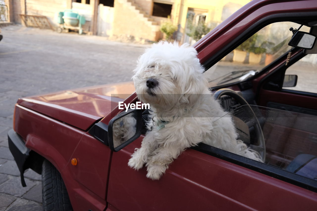 White hairy dog leaning on car window